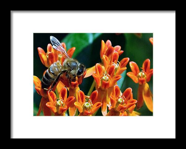 Bee Framed Print featuring the photograph Bee's Lunch by Mark Valentine