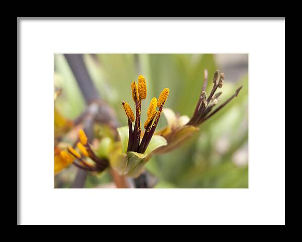 Flowers Framed Print featuring the photograph Bees Please by Derek Dean