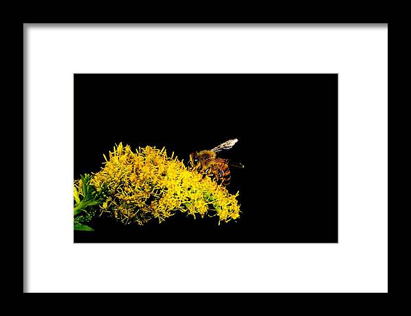 Bee Framed Print featuring the photograph Bee's Work by Photo Advocate