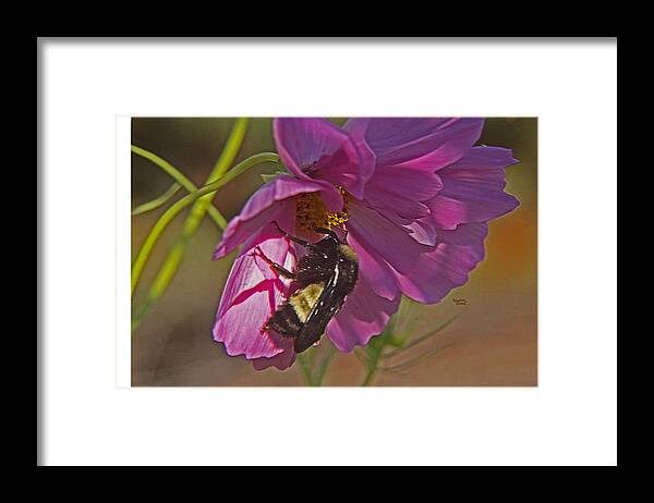 A Beautiful Array Of Golds Framed Print featuring the photograph BeeStill by Virginia Bond