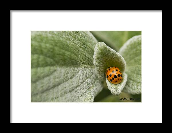 Fall Framed Print featuring the photograph Beetle Pad by Joan Wallner