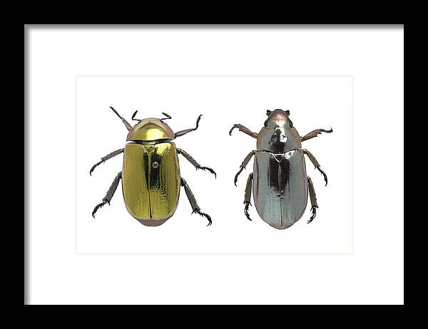 Arthropod Framed Print featuring the photograph Beetles with metallic iridescence by Science Photo Library