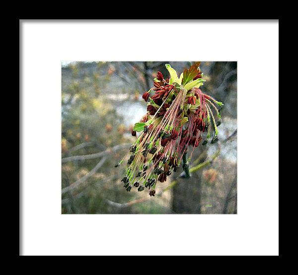 Spring Framed Print featuring the photograph Beginnings by Kathy Bassett