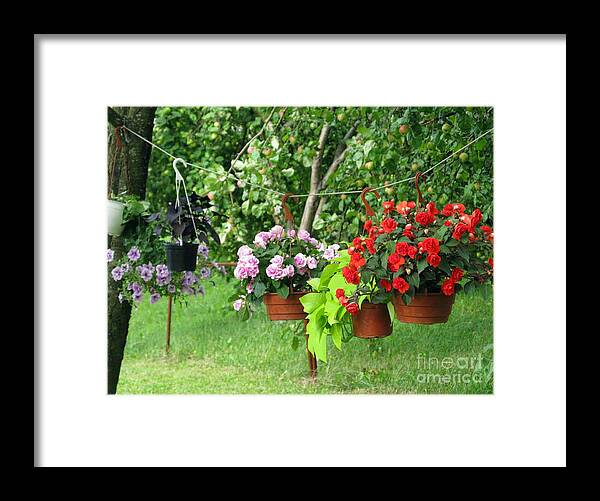 Flower Framed Print featuring the photograph Begonias On Line by Ausra Huntington nee Paulauskaite