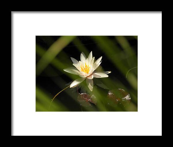 Lily Framed Print featuring the photograph Behind the scene by Jewels Hamrick