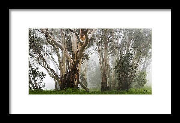Gum Framed Print featuring the photograph Feeling Misty by Andrew Dickman