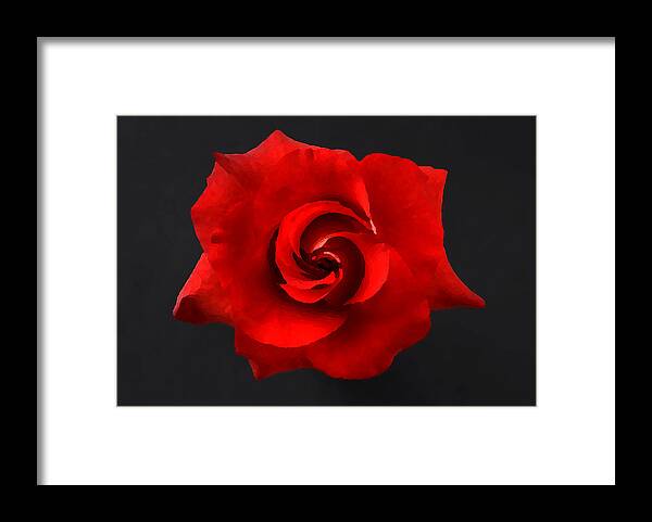 Flower Framed Print featuring the photograph Bella Rosa by Lorenzo Cassina