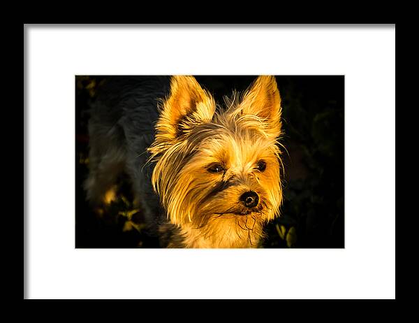 Jay Stockhaus Framed Print featuring the photograph Bella the Wonder Dog by Jay Stockhaus