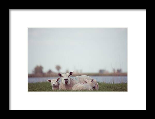Grass Framed Print featuring the photograph Bellowing Sheep by Ineke Kamps