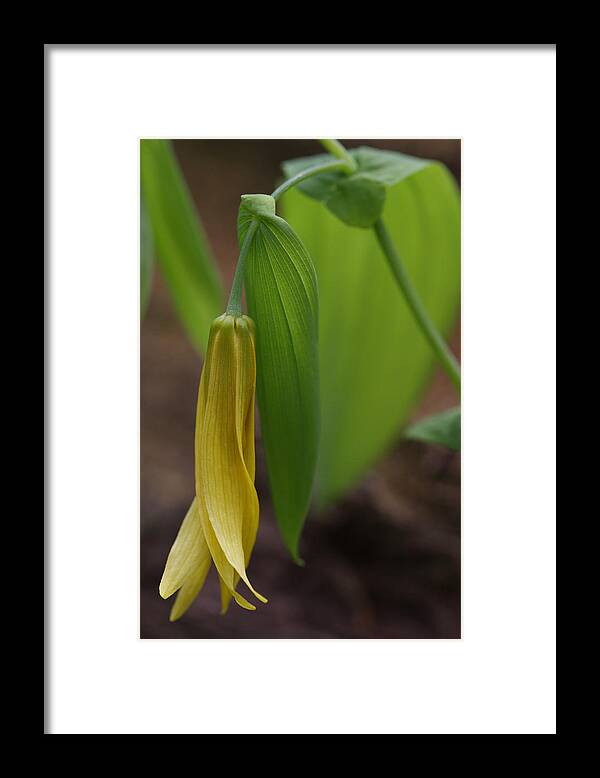 Bellwort Framed Print featuring the photograph Bellwort Or Uvularia grandiflora by Daniel Reed
