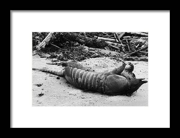 Armadillo Framed Print featuring the photograph Belly Up by Melinda Ledsome