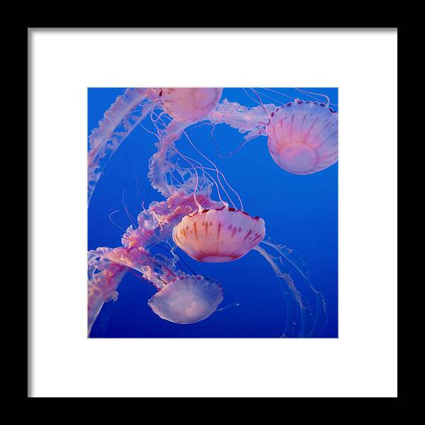 Submerge Framed Print featuring the photograph Below The Surface 3 by Jack Zulli