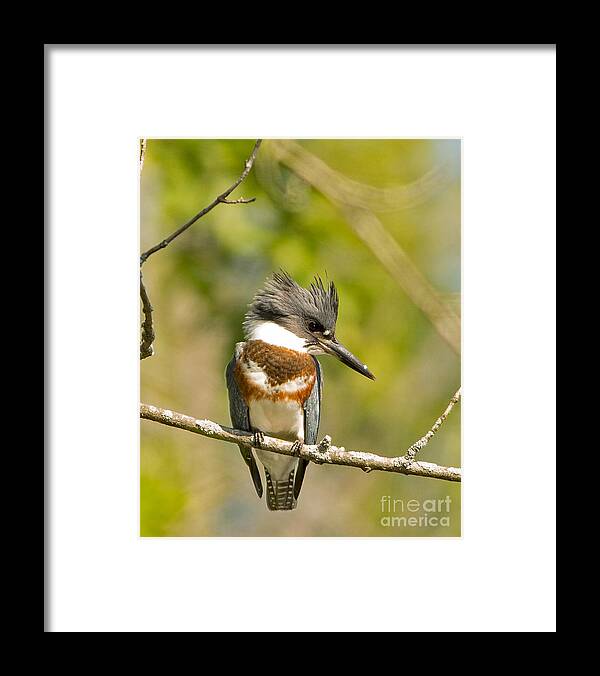 Wisconsin Framed Print featuring the photograph Belted Kingfisher 2 by Natural Focal Point Photography