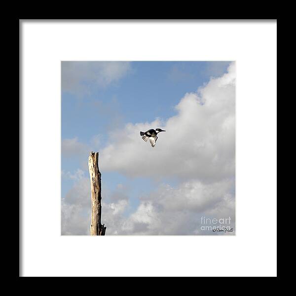 Belted Framed Print featuring the photograph Belted Kingfisher in Flight by Terri Mills