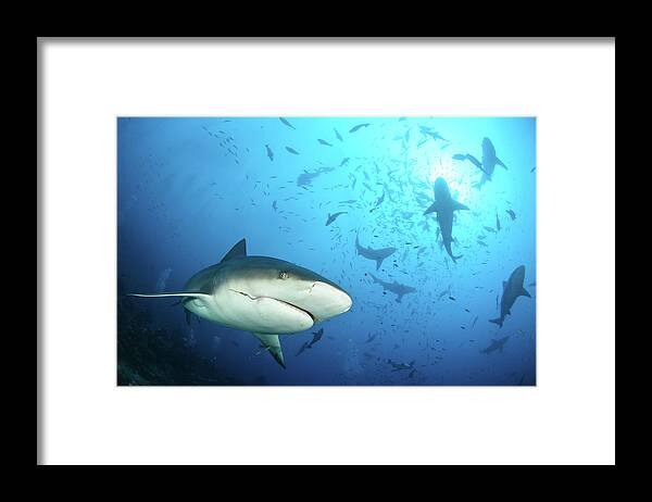 Underwater Framed Print featuring the photograph Beqa Shark Labs by Alexander Safonov