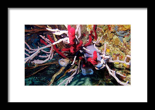 Bequia Framed Print featuring the photograph Bequia 05 by David Beebe