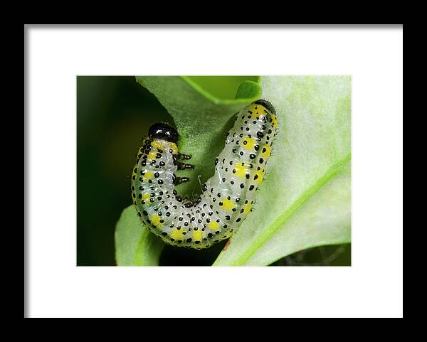 Insect Framed Print featuring the photograph Berberis Sawfly Larva by Nigel Downer