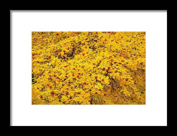 Tree Framed Print featuring the photograph Berries by Kathy Bassett