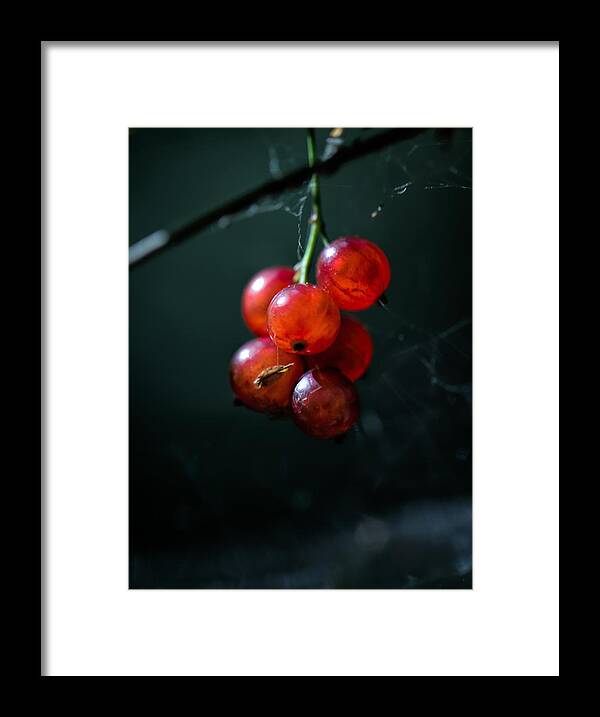 Berry Framed Print featuring the photograph Berries by Leif Sohlman