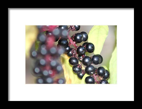 Berries Framed Print featuring the photograph Berries by Michele Wilson
