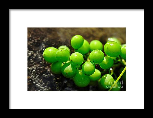 Photograhy Framed Print featuring the photograph Berries on Water by Kaye Menner