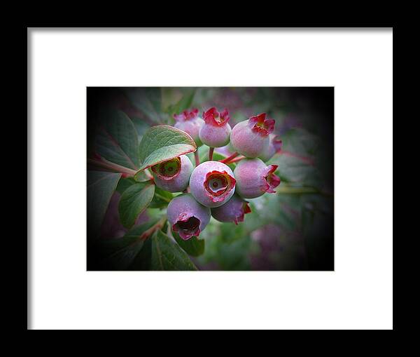 Blueberries Framed Print featuring the photograph Berry Unripe by MTBobbins Photography
