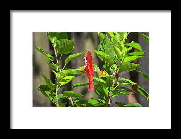 Best Framed Print featuring the photograph Best Close-Up Green Hummingbird on Red Hibiscus Flower. by Jeff at JSJ Photography