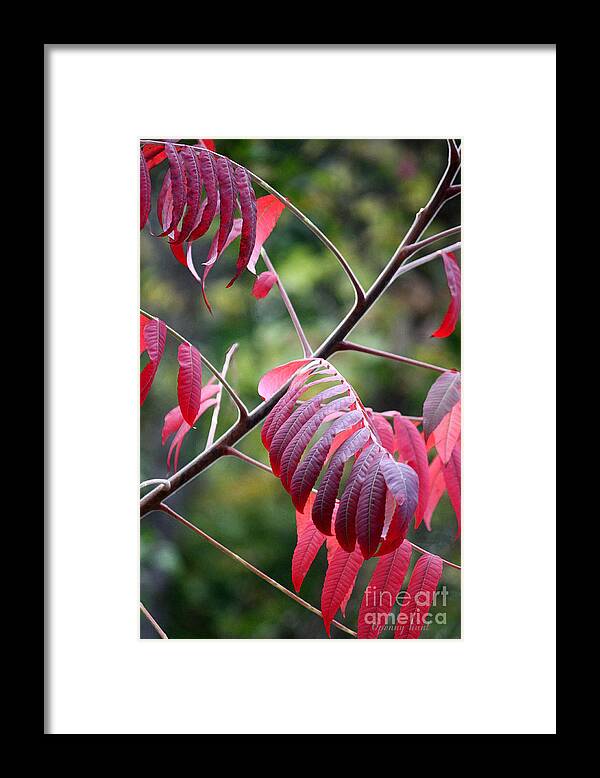 Colored Leaves Framed Print featuring the photograph Best Red Dress Art Print by Penny Hunt by Penny Hunt