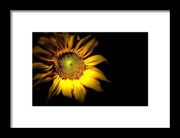 Sunflower Framed Print featuring the photograph Between Here And There by Bob Orsillo