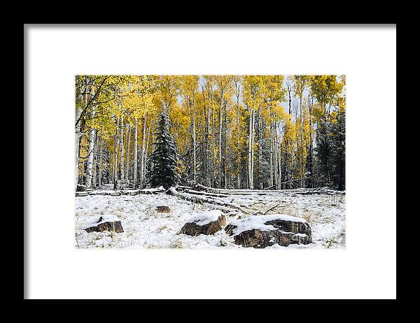 Arizona Framed Print featuring the photograph Between Seasons by Tamara Becker