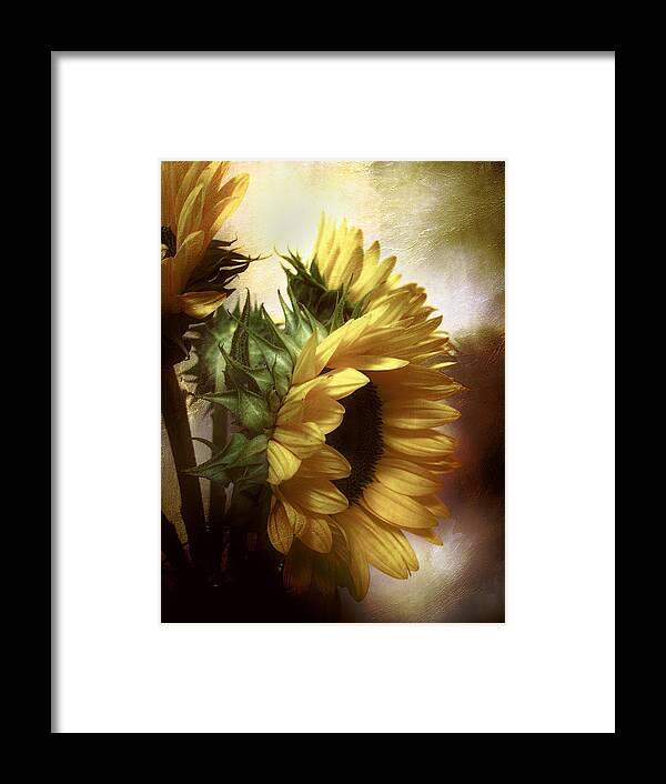 #sunflowers Framed Print featuring the photograph Between the Shadows by John Rivera