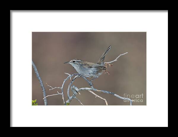 Fauna Framed Print featuring the photograph Bewicks Wren In Tree by Anthony Mercieca