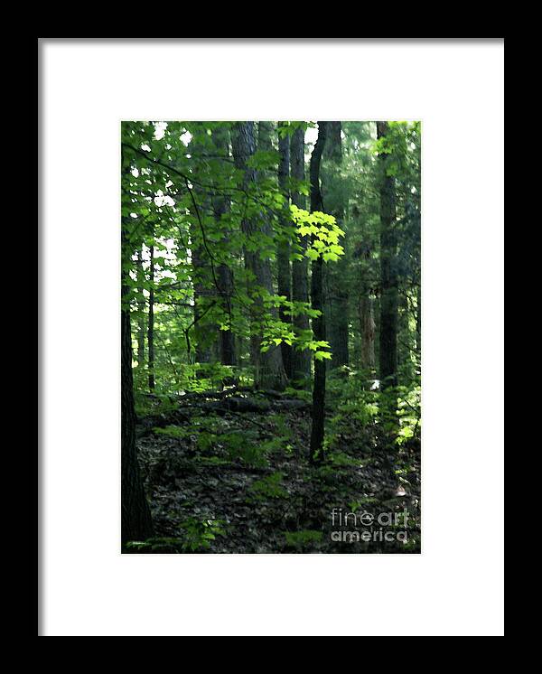 Forest Framed Print featuring the photograph Beyond The Trees by Linda Shafer