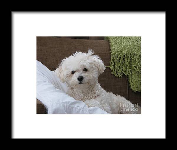 Bichon Friese Framed Print featuring the photograph Molly 2 by Michael Krek