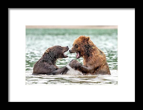 Wildlife Framed Print featuring the photograph Bicker by Giuseppe D\\\'amico