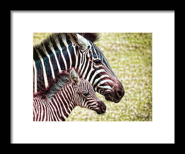 Zebra Framed Print featuring the photograph Big and little by Jaki Miller
