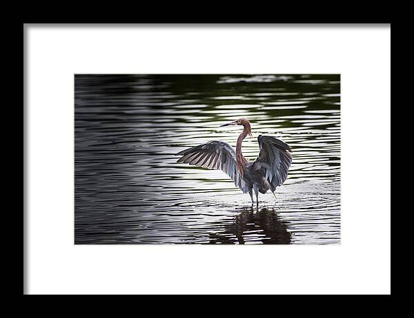 Bird Framed Print featuring the photograph Big Bird Stretch by Paul Johnson