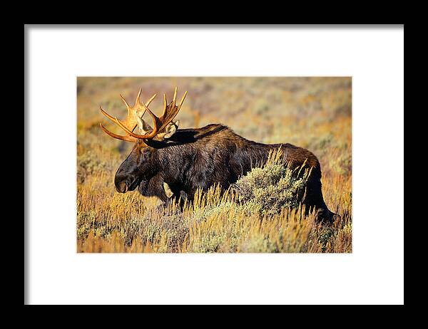 Moose Framed Print featuring the photograph Big Boy by Greg Norrell