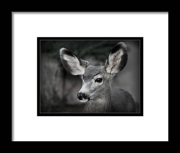 Big Ears Framed Print featuring the photograph Big Ears by Ernest Echols