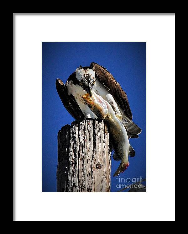 Osprey Framed Print featuring the photograph Big fish by Quinn Sedam