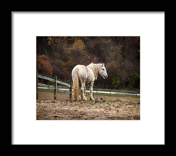 Horse Framed Print featuring the photograph Big man color by Rob Dietrich