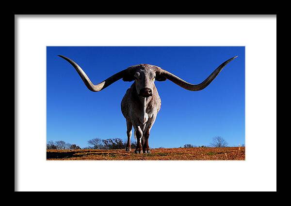 Texas Long Horn Framed Print featuring the photograph Big Moe by Stuart Harrison