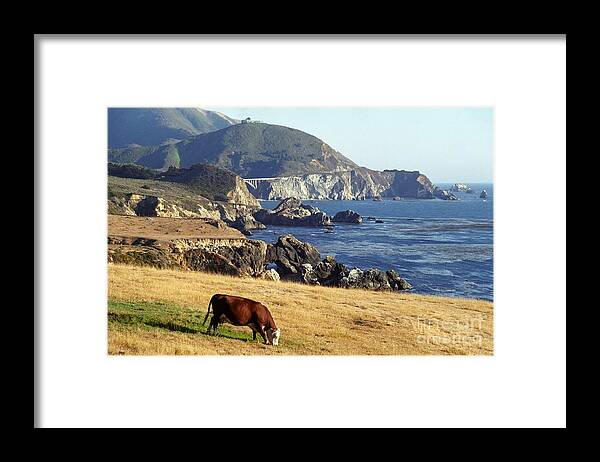 Cow Framed Print featuring the photograph Big Sur Cow by James B Toy