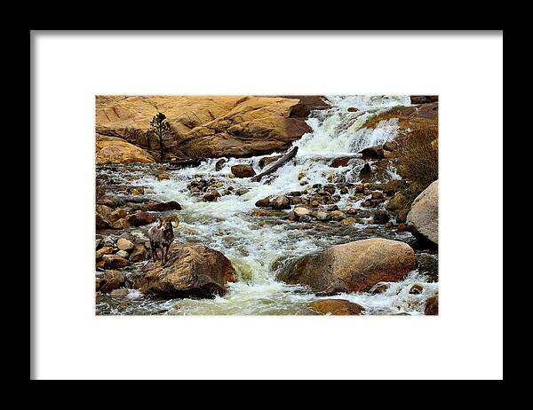 Bighorn Framed Print featuring the photograph Bighorn at Alluvial Fan Falls by Tranquil Light Photography