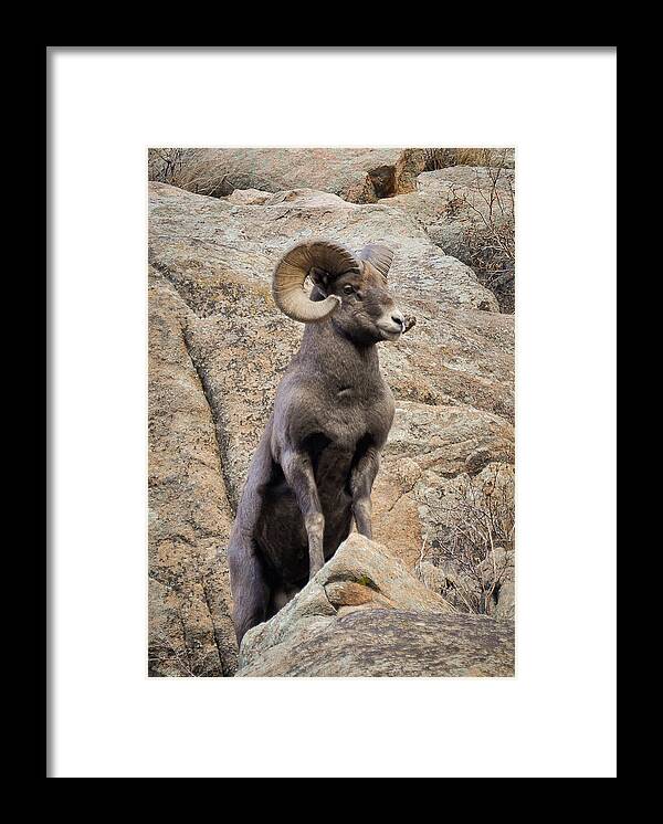 Rocky Mountain Bighorn Framed Print featuring the photograph Bighorn Big Boy by Kevin Munro