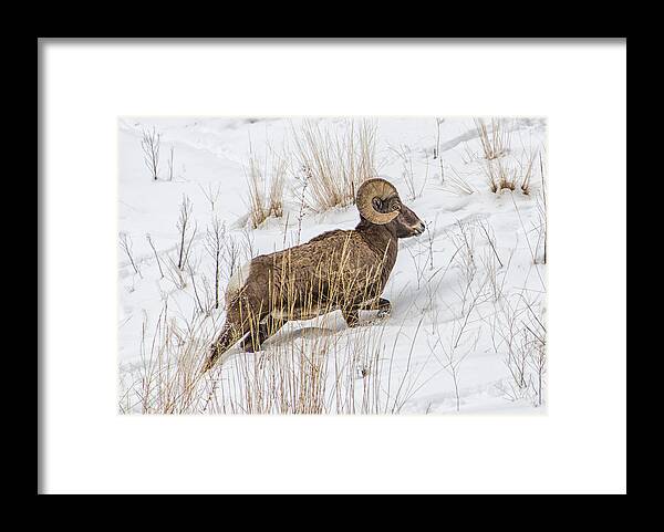 Bighorn Sheep Framed Print featuring the photograph Bighorn in Yellowstone by Alan Toepfer