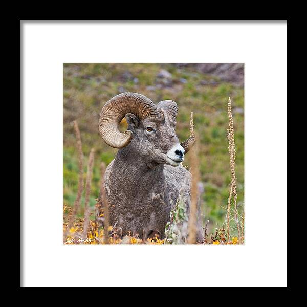 Animal Framed Print featuring the photograph Bighorn Ram by Jeff Goulden