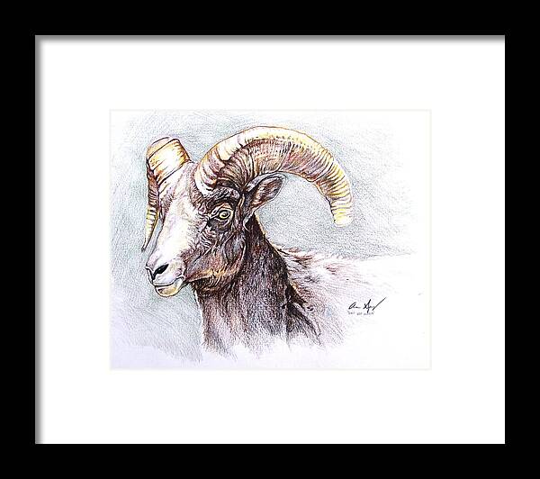Sheep Framed Print featuring the painting Bighorn Sheep by Aaron Spong