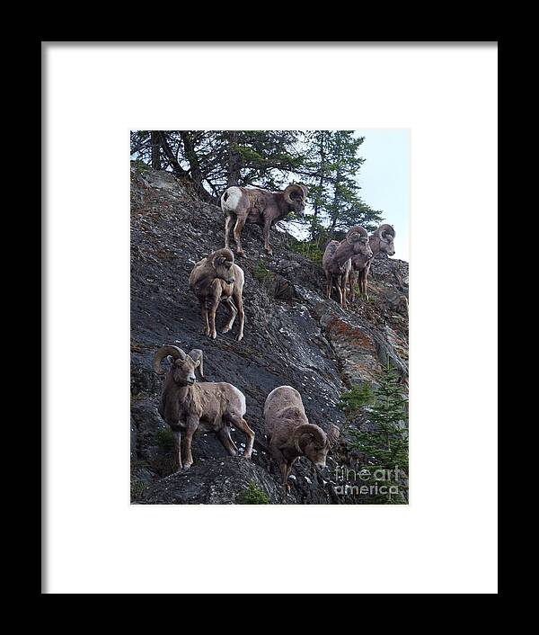 Bighorn Sheep Framed Print featuring the photograph Bighorn Sheep - Rocky Mountains by Phil Banks