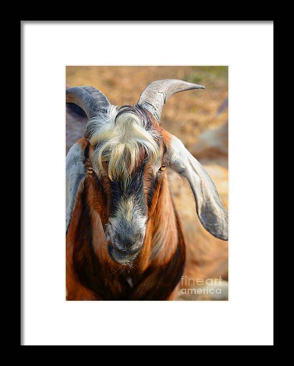 Goats Framed Print featuring the photograph Billy Goat by Savannah Gibbs
